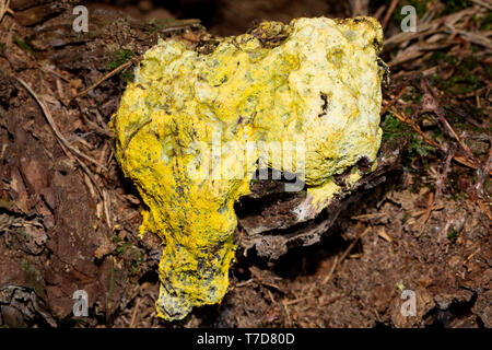 scrambled egg slime, (Fuligo septica) Stock Photo