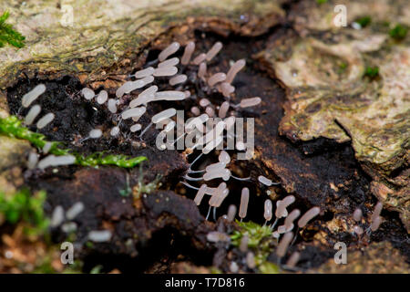 Stemonitopsis, (Stemonitopsis typhina) Stock Photo