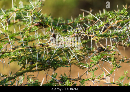 Detail of Acacia seyal tree branch with thorns, brown galls and leaves, Western Kenya, East Africa Stock Photo
