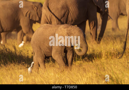 Small baby elephant calf 'Loxodanta africana' eats grass while close beside adult elephants. Amboseli National Park, Kenya, East Africa golden light Stock Photo
