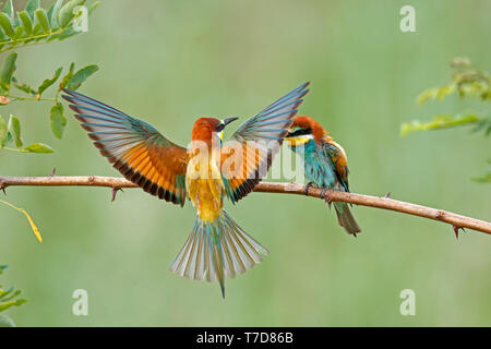 Bee-eater, (Merops apiaster), wildlife, Rheinland-Pfalz, Germany Stock Photo