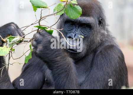 Gorilla, (Gorilla gorilla gorilla), female, captive Stock Photo