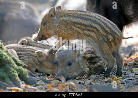 wild boar, (Sus scrofa), shoats, captive Stock Photo