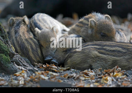 wild boar, (Sus scrofa), shoats, captive