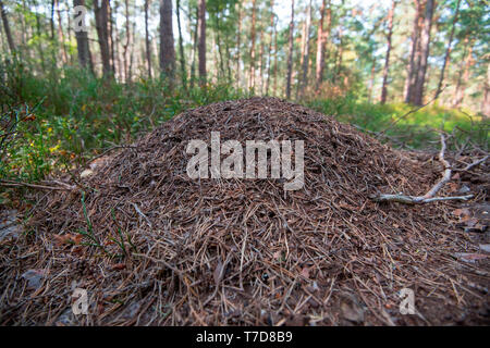 anthill of red wood ant, Western Pomerania Lagoon Area National Park, Fischland-Darss-Zingst, Mecklenburg-Western Pomerania, Germany, (Formica rufa) Stock Photo