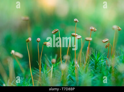 common haircap, Western Pomerania Lagoon Area National Park, Fischland-Darss-Zingst, Mecklenburg-Western Pomerania, Germany, (Polytrichum commune) Stock Photo