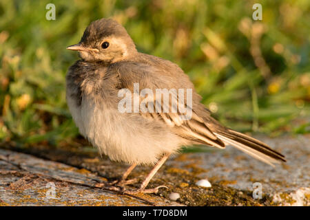 white wagtail, (Motacilla alba) Stock Photo