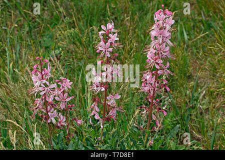 burning bush, (Dictamnus albus) Stock Photo