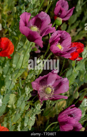 opium poppy, (Papaver somniferum) Stock Photo