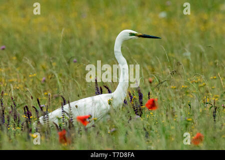great egret, (Ardea alba)