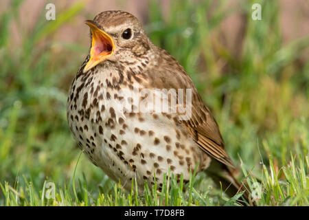 song thrush, (Turdus philomelos) Stock Photo