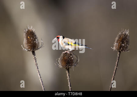 Goldfinch perched on a teasel Stock Photo