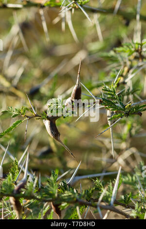 Detail of Acacia seyal tree branch with thorns, brown galls and leaves, Western Kenya, East Africa Stock Photo
