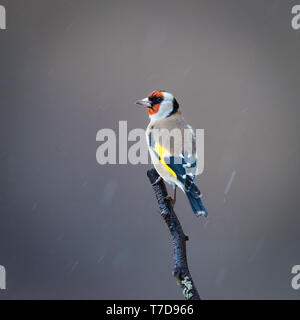Goldfinch perched in the rain Stock Photo