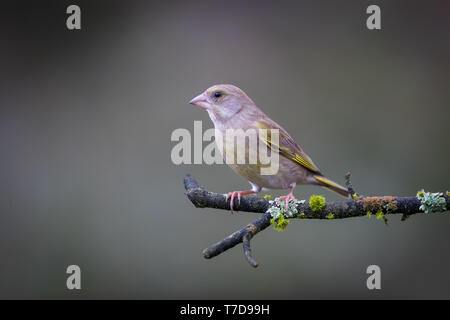 Greenfinch perched on a branch Stock Photo