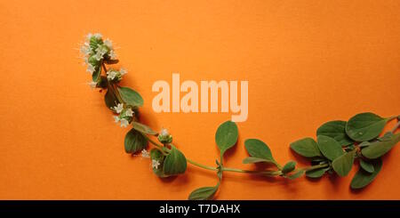 Thyme plant with flowers and leaves isolated on an orange background Stock Photo
