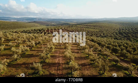 olive fields in Morocco in aerial view Stock Photo