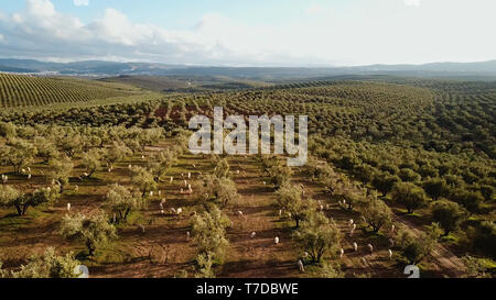 olive fields in Morocco in aerial view Stock Photo