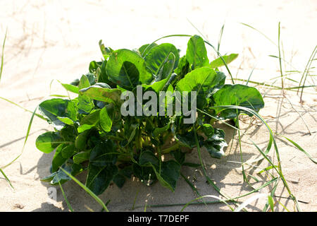 Sea Beet growing on sand dune- the ancestor of cultivated modern varieties such as beetroot and sugar beet. Stock Photo