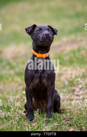 Patterdale Terrier puppy sitting on a meadow Stock Photo