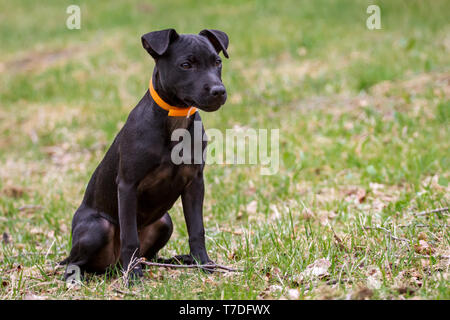 Patterdale Terrier puppy sitting on a meadow Stock Photo