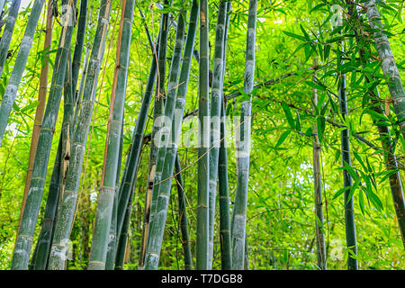 Green bamboo forest in a park in a natural environment in Maraces. Morocco Stock Photo
