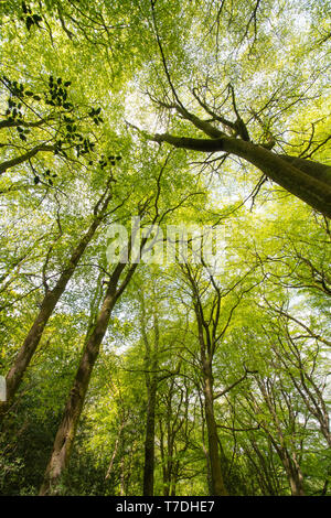 Fresh green canopy in ancient beech woodland at Devil's Punchbowl, Surrey, UK, during May or spring season