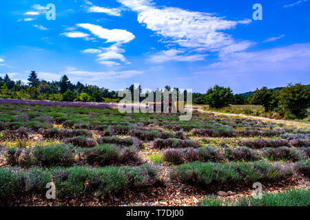 Lavender of Provence,  harvesting of purple lavender aromatic plants on summer fields in Van de Sault, Vaucluse, France, nature background Stock Photo