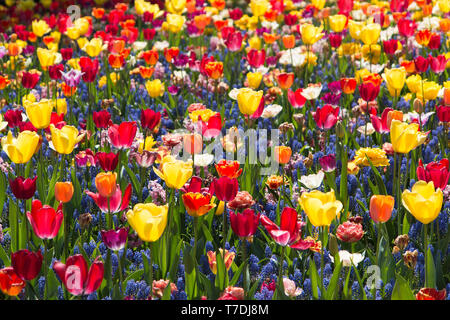 Flowers, Tulips, Dutchland; Netherlands Stock Photo
