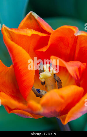 Close up of tulip Princess Irene showing stigma and stamen. Bowl shaped orange tulip belonging to the Triumph tulip group Division 3 Stock Photo