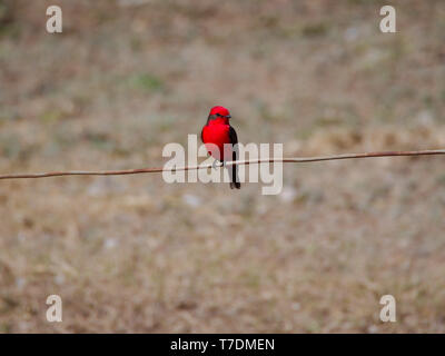 A male vermilion flycatcher (Pyrocephalus obscurus) in Cordoba City, Cordoba, Argentina. Stock Photo