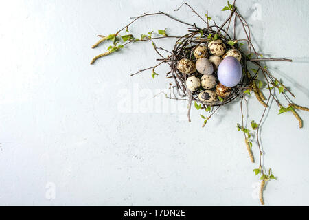 Colored chicken and quail Easter eggs in birds nest with young blooming birch branches over light grey texture background. Flat lay, space Stock Photo