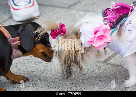 Boscombe, Bournemouth, Dorset, UK. 6th May, 2019. Dachshund Dash, part of Bournemouth Emerging Arts Fringe (BEAF) Festival invites dachshunds and their owners to gather under the Daschund artwork to see how many they can gather in one place. Fayette, the Mi-ki dog is outnumbered by all the dachshunds, but gets a lot of attention dressed in her best dress! Puppy love! Credit: Carolyn Jenkins/Alamy Live News Stock Photo