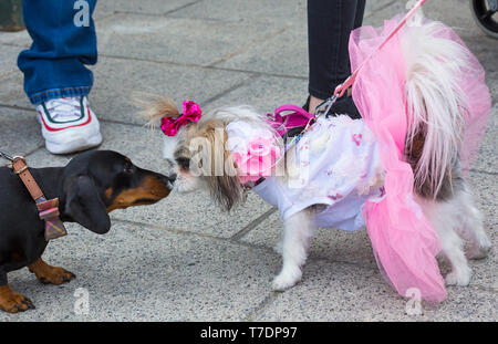 best dressed dachshund