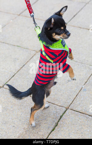 Boscombe, Bournemouth, Dorset, UK. 6th May 2019. Dachshund Dash, part of Bournemouth Emerging Arts Fringe (BEAF) Festival invites dachshunds and their owners to gather under the Daschund artwork to see how many they can gather in one place. Jesus the Chihuahua rises! Credit: Carolyn Jenkins/Alamy Live News Stock Photo