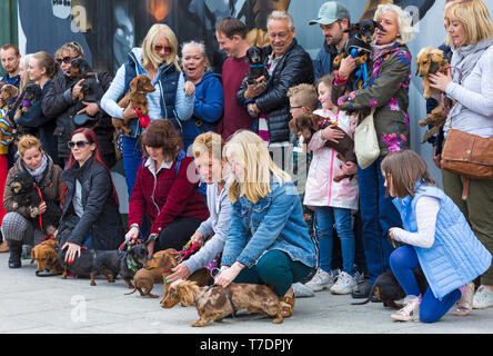 Boscombe, Bournemouth, Dorset, UK. 6th May 2019. Dachshund Dash, part of Bournemouth Emerging Arts Fringe (BEAF) Festival invites dachshunds and their owners to gather under the Daschund artwork to see how many they can gather in one place. Credit: Carolyn Jenkins/Alamy Live News