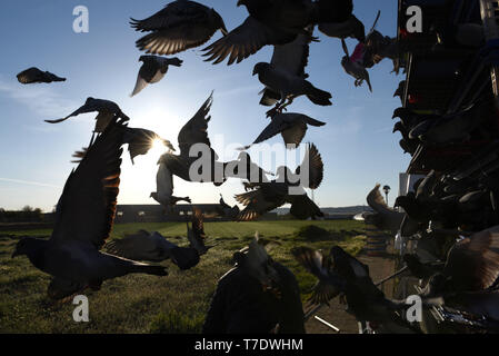 May 6, 2019 - AlmazÃ¡N, Spain - Homing pigeons are seen being released in Almazan for a race back to Barcelona.3,500 homing pigeons, which were taken from their lofts in Barcelona's province, were released in AlmazÃ¡n for a race of approximately 450 kilometres between this town in the north of Spain and Barcelona, east of country. Credit: Jorge Sanz/SOPA Images/ZUMA Wire/Alamy Live News Stock Photo