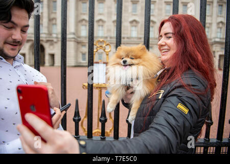 London, UK. 07 May 2019. ‘Prince’ a teacup Pomeranian poses for photographs and selfies with his owner Jane Doy with Prince Harry and Meghan Markle’s Royal Baby easel outside Buckingham Palace. The Duke and Duchess of Sussex gave birth to a boy yesterday. Credit: Benjamin Wareing/ Alamy Live News Stock Photo