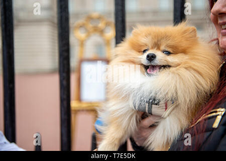 London, UK. 07 May 2019. ‘Prince’ a teacup Pomeranian poses for photographs and selfies with his owner Jane Doy with Prince Harry and Meghan Markle’s Royal Baby easel outside Buckingham Palace. The Duke and Duchess of Sussex gave birth to a boy yesterday. Credit: Benjamin Wareing/ Alamy Live News Stock Photo