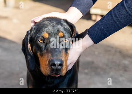 Female owner petting  young german hunting terrier dog outdoors on bright sunny day. Purebred adorable Jagdterrier puppy. Stock Photo