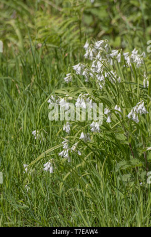 Foliage and white flowers of Three-cornered Leek / Allium triquetrum, a wild member of the Onion family which may be used a foraged food and eaten. Stock Photo