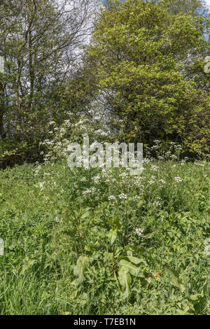 Cow Parsley / Anthriscus sylvestris in flower [May] growing on roadside verge. Stock Photo