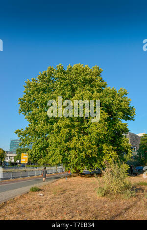 Aelteste Plantane Berlins, Kaiser-Platane, Potsdamer Strasse, Tiergarten, Mitte, Berlin, Deutschland Stock Photo