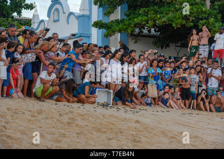 Praia do Forte, Brazil - 31 January 2019: people observing baby turtles on Tamar project at Praia do Forte in Brazil Stock Photo