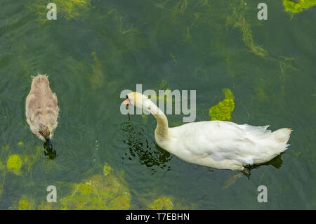 Female swan and its young, a walk in family Stock Photo