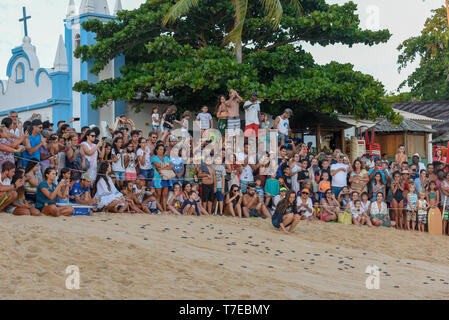 Praia do Forte, Brazil - 31 January 2019: people observing baby turtles making it's way to the ocean on Tamar project at Praia do Forte in Brazil Stock Photo