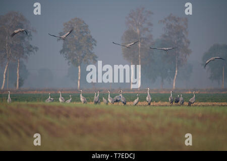 cranes, Oppenweher Moor, Lower Saxony, Germany, Europe, (Grus grus) Stock Photo