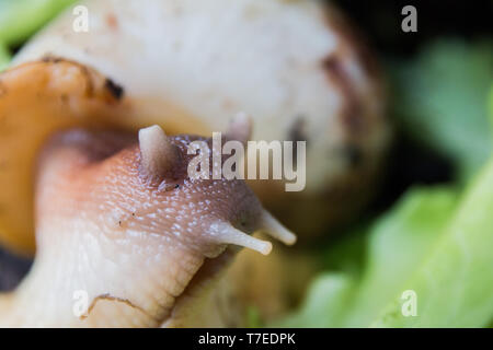 A large brown snail Ahatina, green leaf lettuce on the background. Stock Photo
