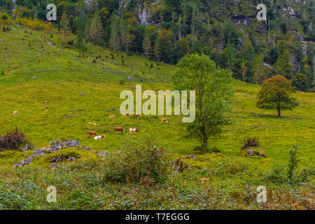 White and brown cows near the forest in Koenigssee, Konigsee, Berchtesgaden National Park, Bavaria, Germany. Stock Photo