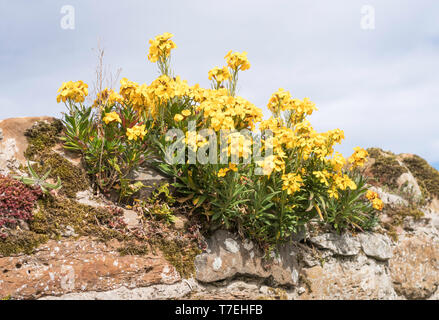 Wallflowers (Erysimum cheiri) growing on the top of a stone wall in Lindisfarne, Northumberland, England, UK Stock Photo